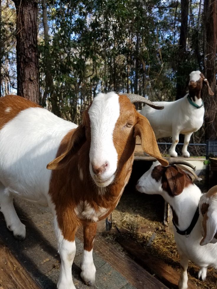 Goat Farm & Breeds